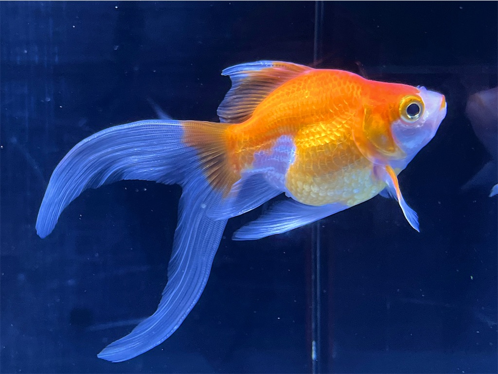 玉サバの飼い方！大きさ・寿命・種類・餌や大きく育てる方法