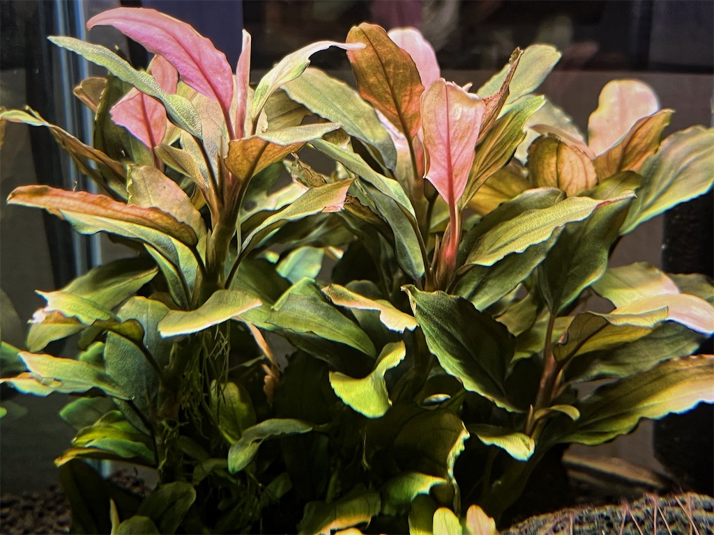 ブセファランドラを群生させるコツや群生向きの種類を紹介！ - たなごGo！