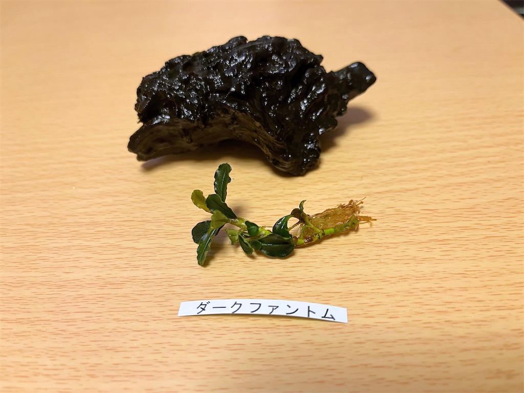 alone出品　ブセ3種＋おまけ1種セット ブセファランドラ好き必見！charm福袋2024のおまかせ