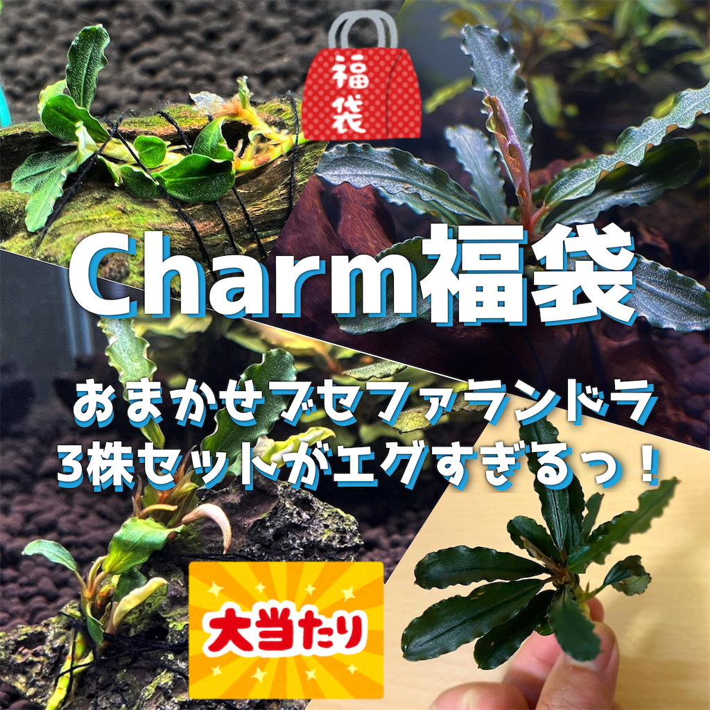 ブセファランドラ好き必見!charm福袋2024のおまかせ ブセファランドラ好き必見!charm福袋2024のおまかせ