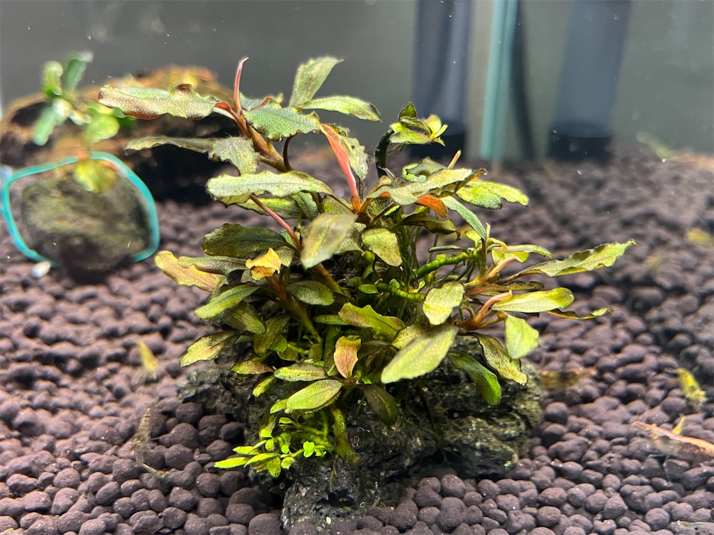 活着の逸品　ブセspラマンダウ　グリーンベルベット　群生　黒溶岩　新鮮水草② KBO ﾌﾞｾﾌｧﾗﾝﾄﾞﾗ ｸﾞﾘｰﾝﾍﾞﾙﾍﾞｯﾄ AL: 水草｜カミハタビジネスオンライン