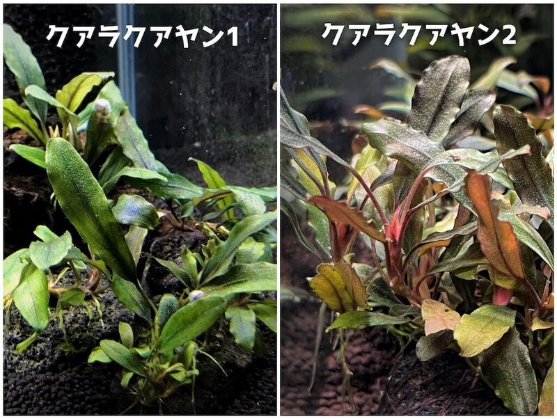 クアラクアヤン1と2を見比べた図