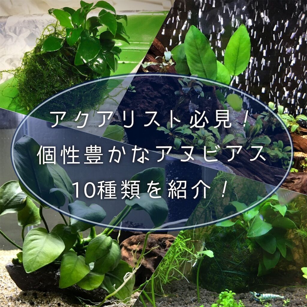個性豊かなおすすめアヌビアス10種紹介！種類も豊富で丈夫で人気