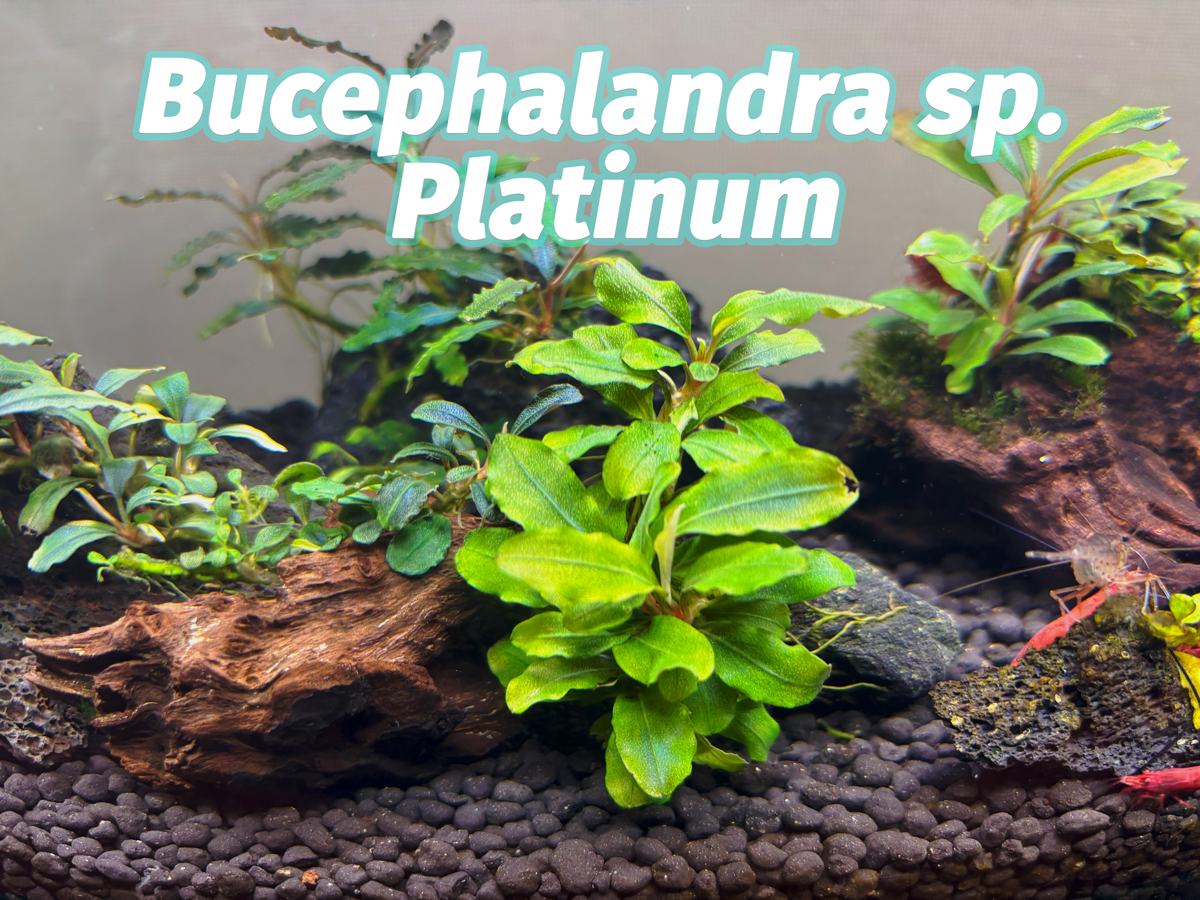 ブセファランドラ Motleyana Pandawan　レア品 ブセファランドラ Motleyana Pandawan レア品 水草