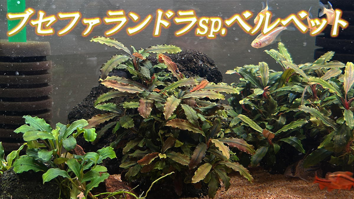 ブセファランドラsp.ベルベットの特徴・飼育方法！ - たなごGo！