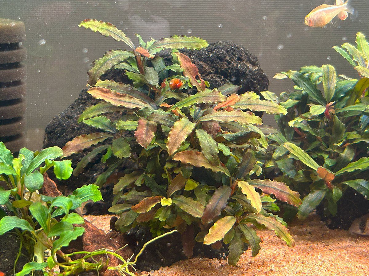 活着の逸品　ブセspラマンダウ　グリーンベルベット　群生　黒溶岩　新鮮水草② KBO ﾌﾞｾﾌｧﾗﾝﾄﾞﾗ ｸﾞﾘｰﾝﾍﾞﾙﾍﾞｯﾄ AL: 水草｜カミハタビジネスオンライン