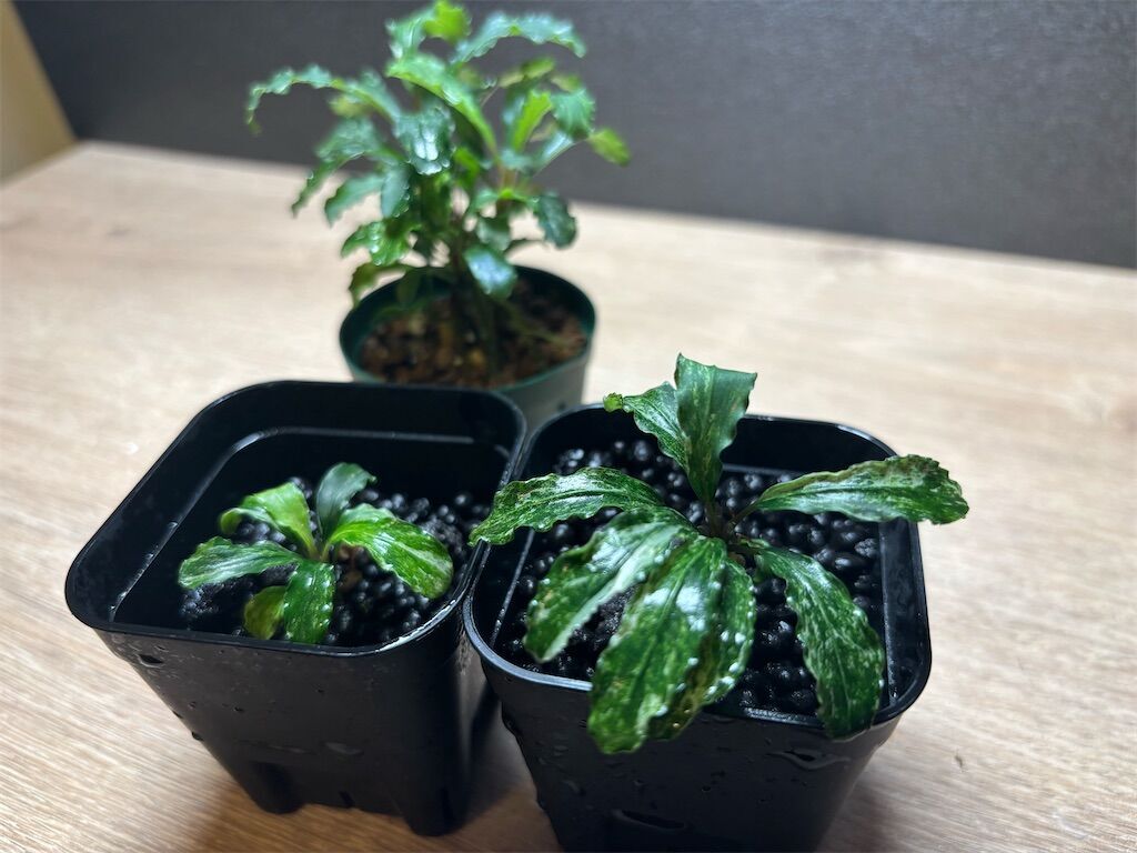 ブセファランドラ  グリーンウェービー　斑入り　Bucephalandra 激レア！ブセファランドラsp.グリーンウェービー斑入りの育て方