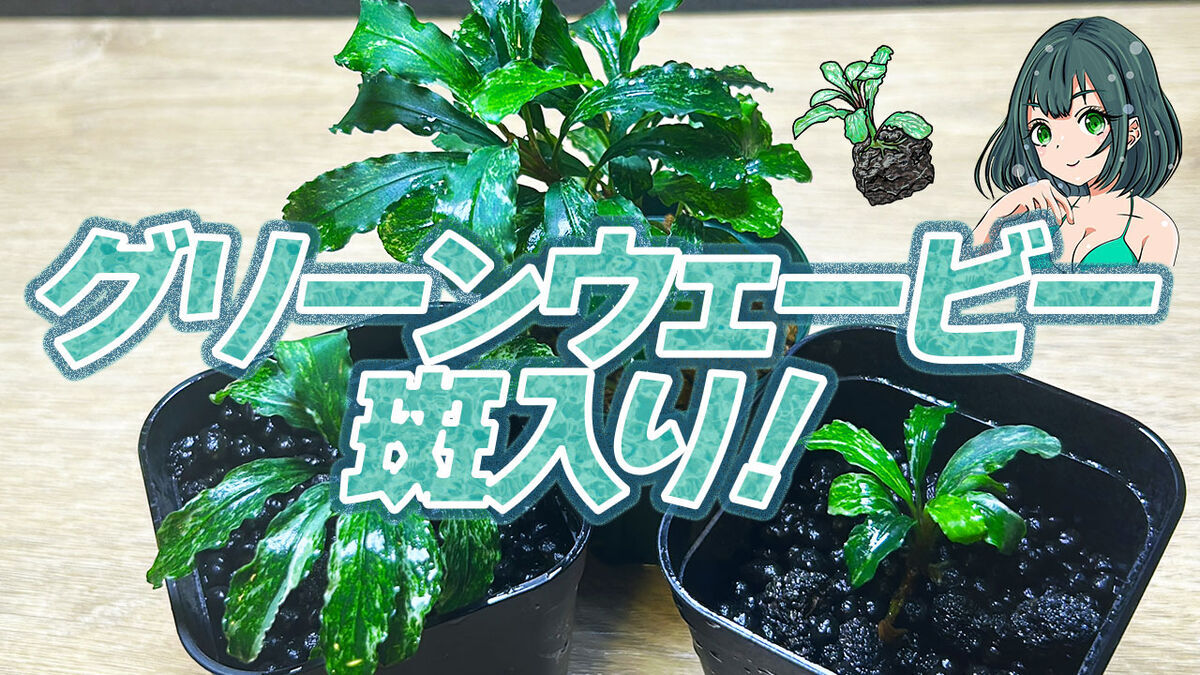 【水中葉】ブセファランドラ グリーンウェービー斑入り 激レア！ブセファランドラsp.グリーンウェービー斑入りの育て方