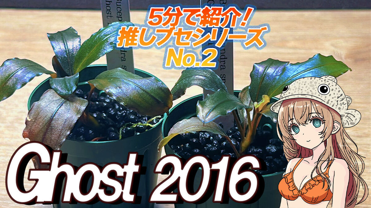 ブセファランドラsp.ゴースト2016超希少！褐色系ブセ - たなごGo！