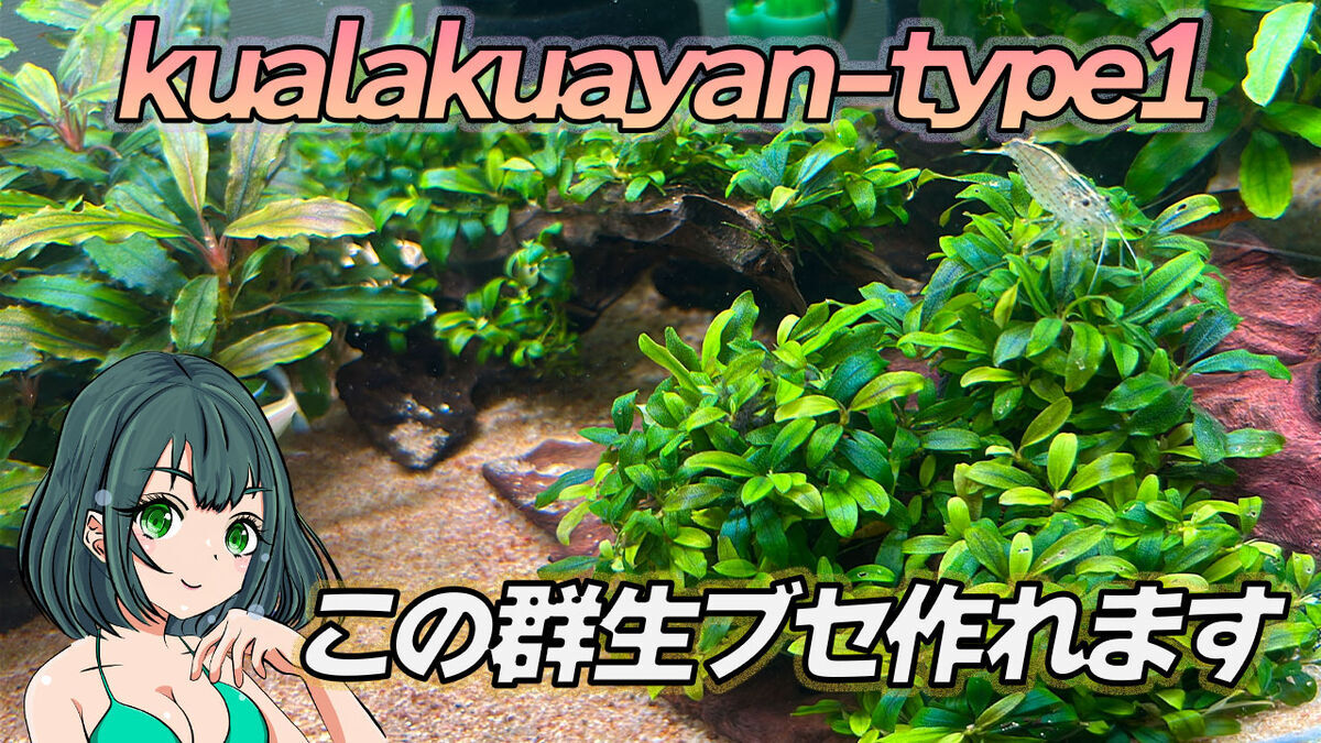 ブセファランドラ・クアラクアヤン　一塊超大量　② ブセファランドラ・クアラクアヤン 一塊超大量 ②