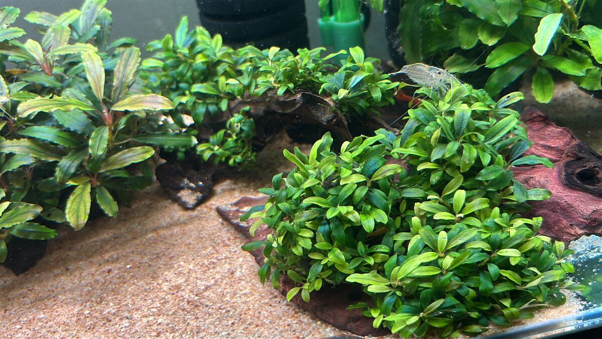 魅力満載！ブセファランドラsp.クアラクアヤンType1の群生術