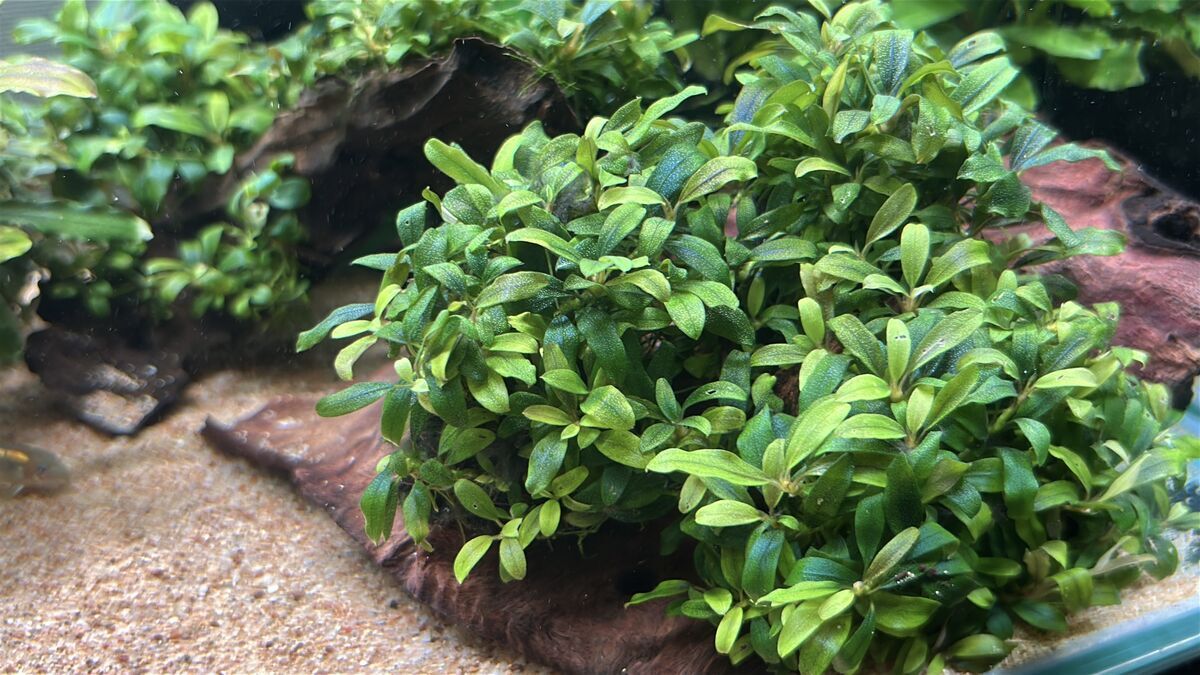魅力満載！ブセファランドラsp.クアラクアヤンType1の群生術