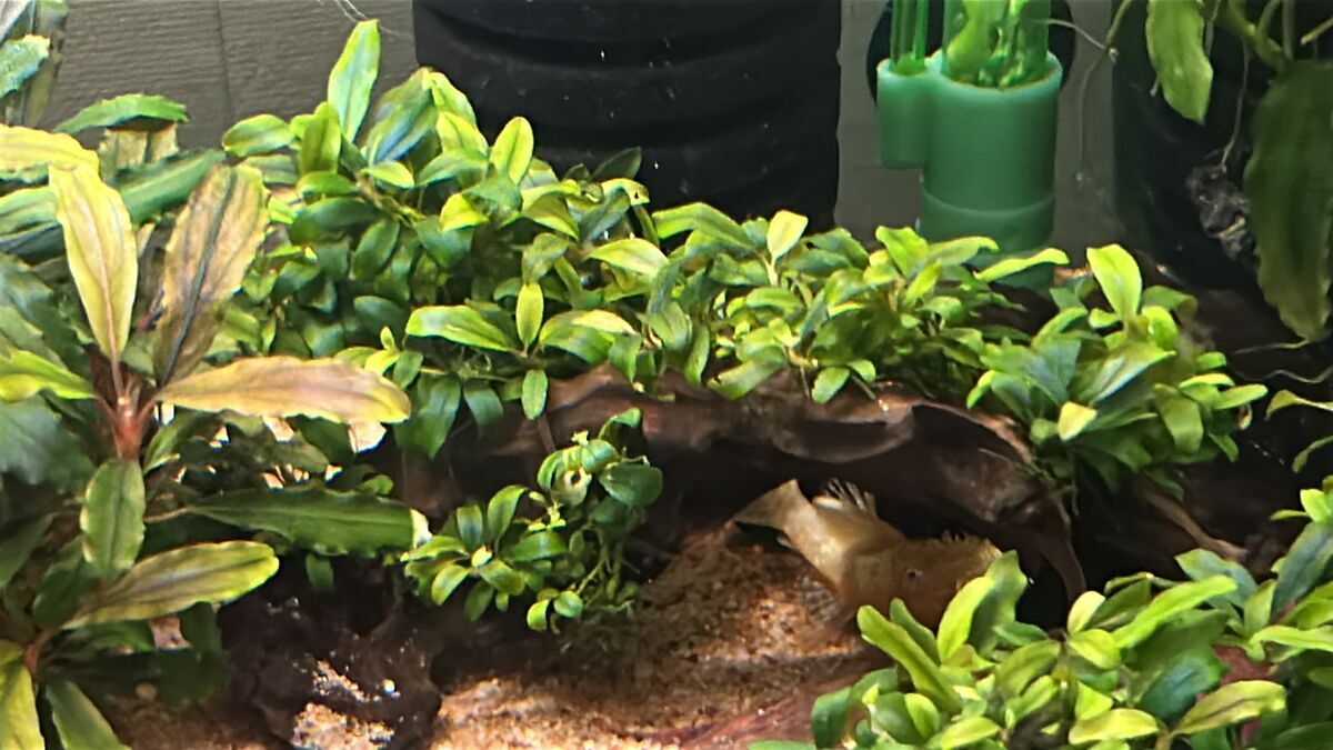 ※ありす※ブセファランドラ クアラクアヤンⅠ 13株+クダガン 6株 ブセファランドラBucephalandra sp. 