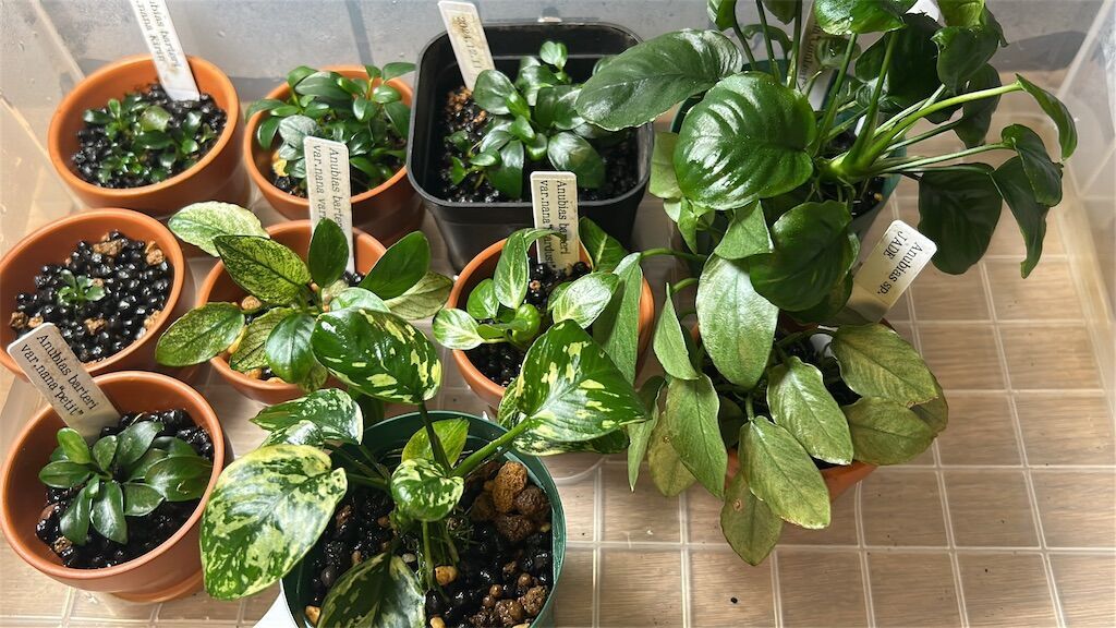 美しすぎる激レア種！アヌビアス・ナナ斑入りキングの育成ポイント