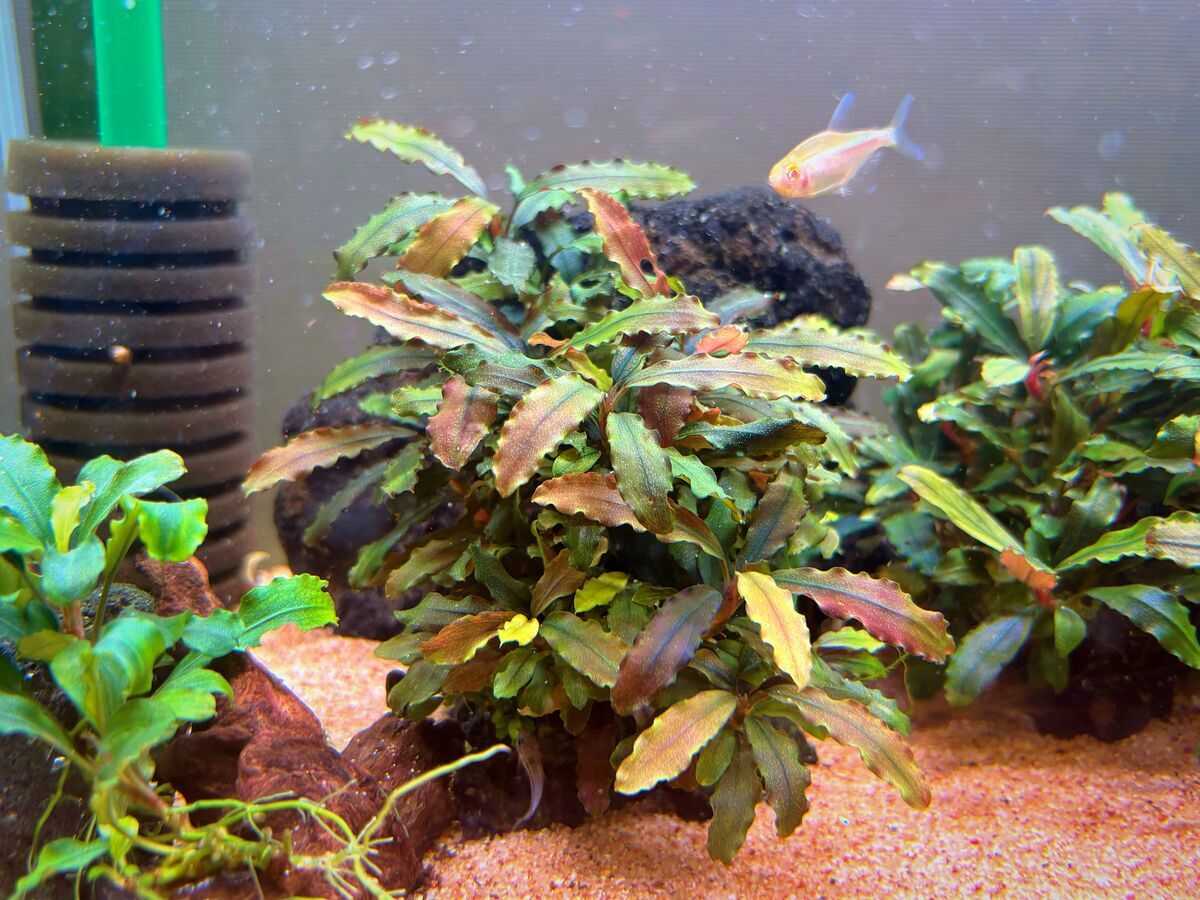 ブセファランドラ3年で10倍以上！BeforeAfter10種紹介！ - たなごGo！