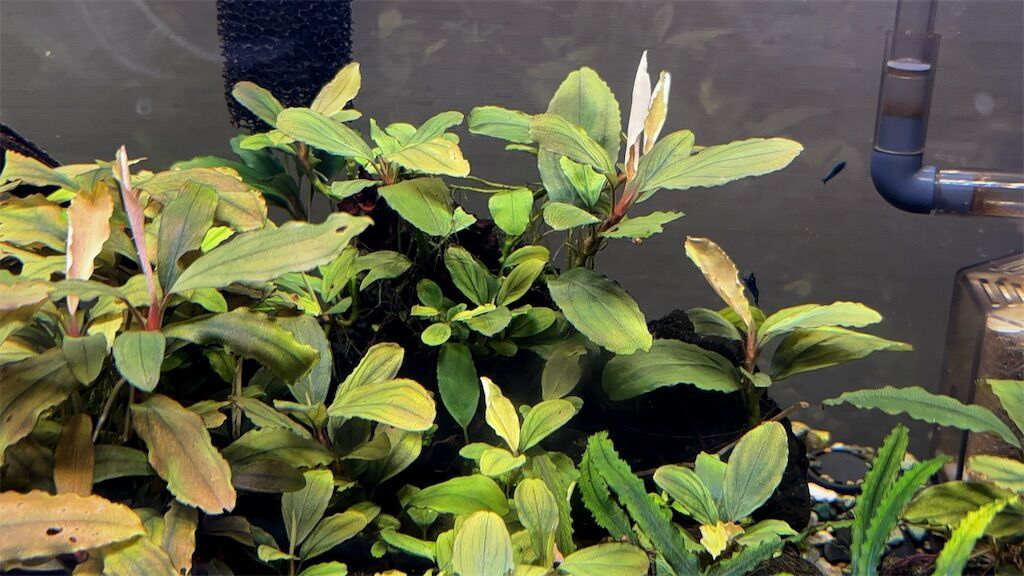 ブセファランドラ3年で10倍以上！BeforeAfter10種紹介！ - たなごGo！