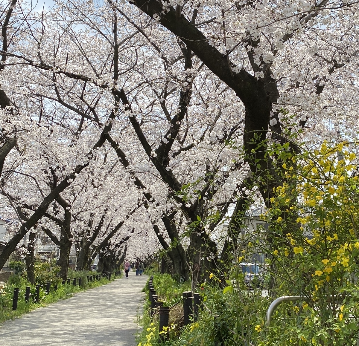 21年桜の花見散歩 水道みち 県営尾張広域緑道 春日井市 国道19号から地蔵川まで ねこかんノート