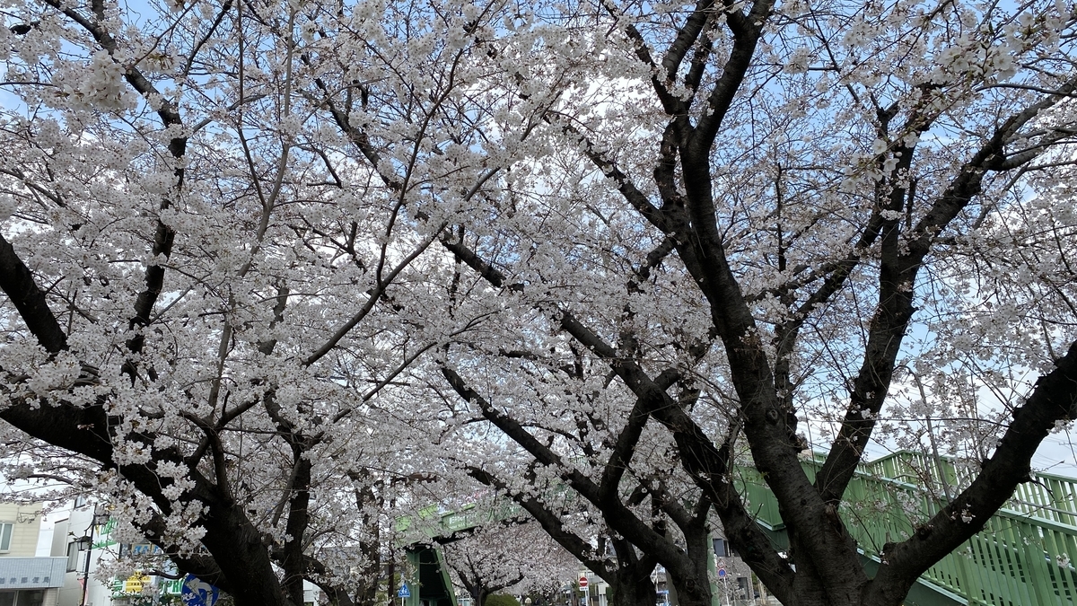 21年桜の花見散歩 水道みち 県営尾張広域緑道 春日井市 国道19号から地蔵川まで ねこかんノート 21年桜の花見散歩 水道みち 県営尾張広域緑道 春日井市 国道19号から地蔵川まで ねこかんノート