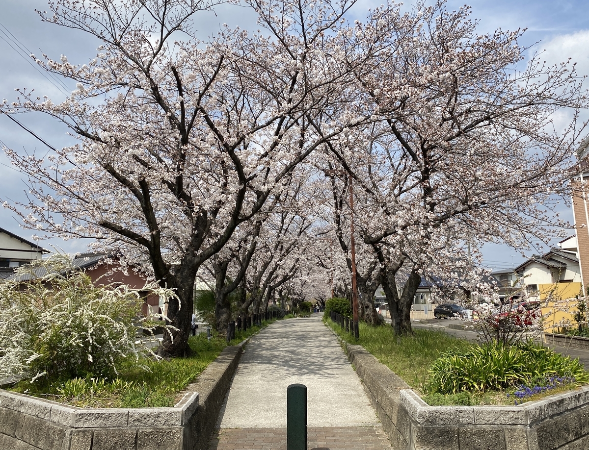 21年桜の花見散歩 水道みち 県営尾張広域緑道 春日井市 国道19号から地蔵川まで ねこかんノート 21年桜の花見散歩 水道みち 県営尾張広域緑道 春日井市 国道19号から地蔵川まで ねこかんノート