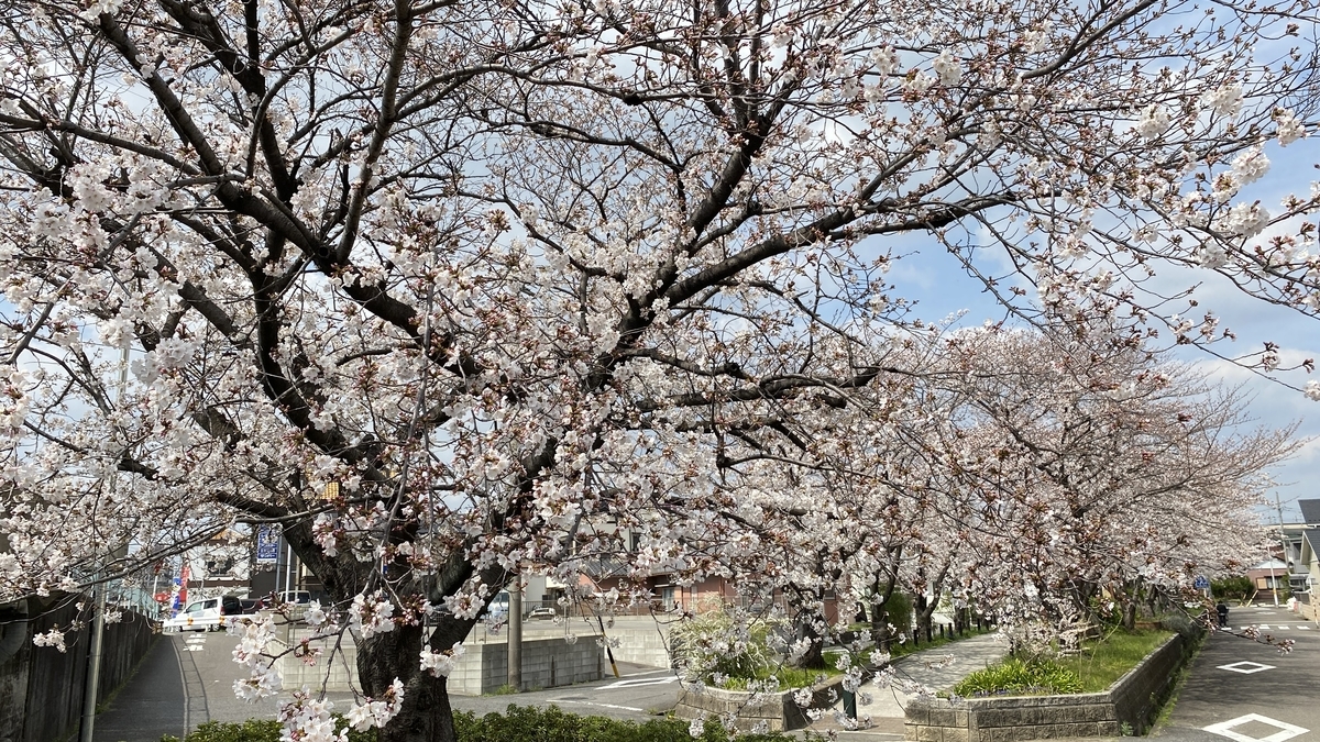 21年桜の花見散歩 水道みち 県営尾張広域緑道 春日井市 国道19号から地蔵川まで ねこかんノート 21年桜の花見散歩 水道みち 県営尾張広域緑道 春日井市 国道19号から地蔵川まで ねこかんノート
