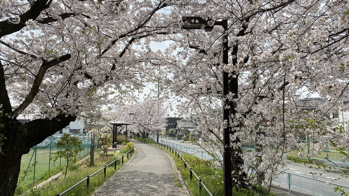 21年桜の花見散歩 水道みち 県営尾張広域緑道 春日井市 地蔵川から庄内川まで ねこかんノート 21年桜の花見散歩 水道みち 県営尾張広域緑道 春日井市 地蔵川から庄内川まで ねこかんノート