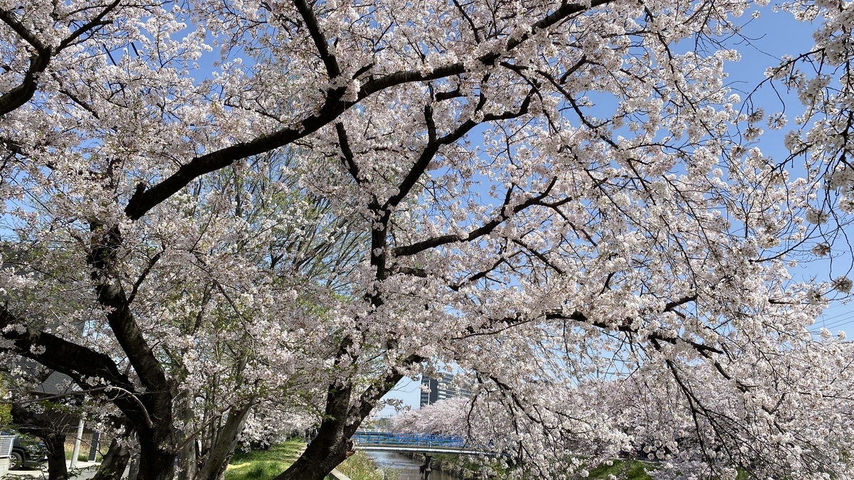21年桜の花見散歩 地蔵川 勝川駅 南方面 ねこかんノート