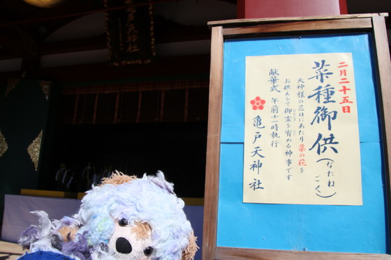 旅するダッフィー 亀戸天神 菜種供養 うみが好きなくま