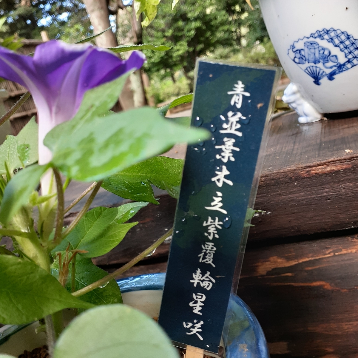 六義園 変化朝顔 夏の庭園 うみが好きなくま 六義園 変化朝顔 夏の庭園 うみが好きなくま