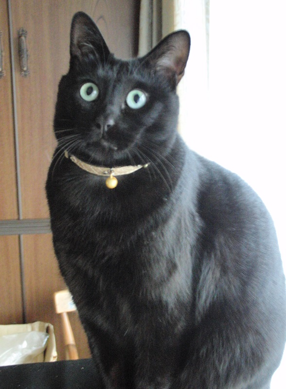 f:id:yumepontan:20131109181317j:image:w160:right f:id:yumepontan:20131109181317j:image:w160:right