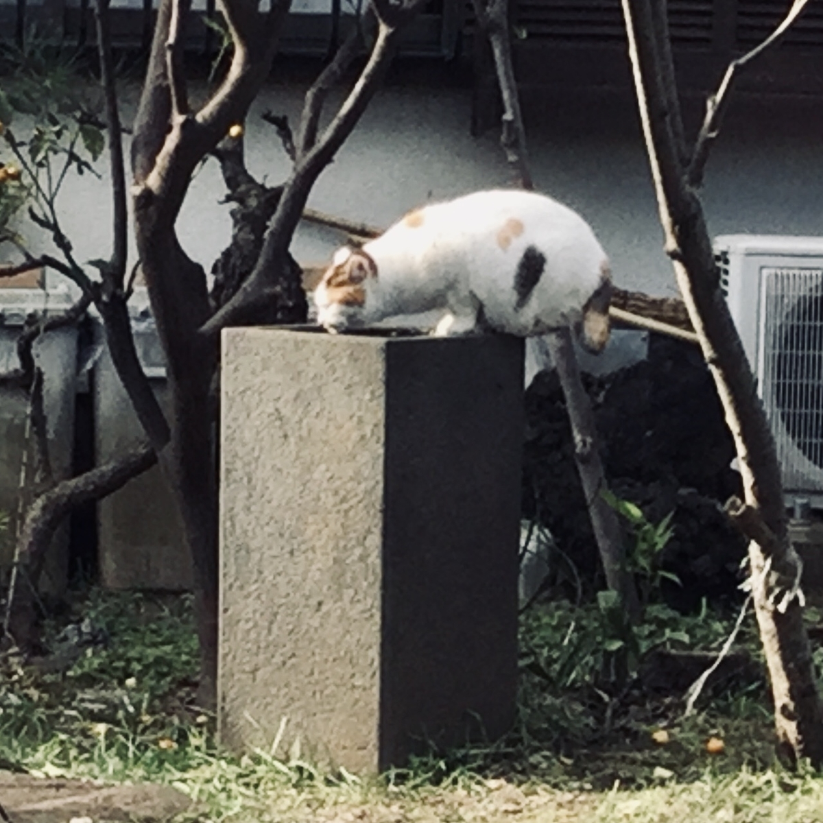 f:id:yumeusagiyukiusagi:20200217152106j:plain f:id:yumeusagiyukiusagi:20200217152106j:plain
