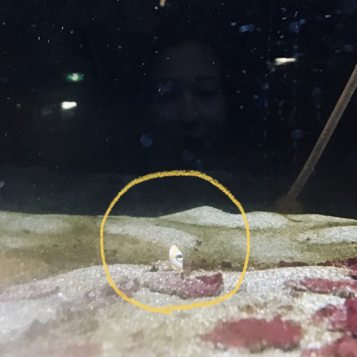 f:id:yumeusagiyukiusagi:20200301105327j:plain