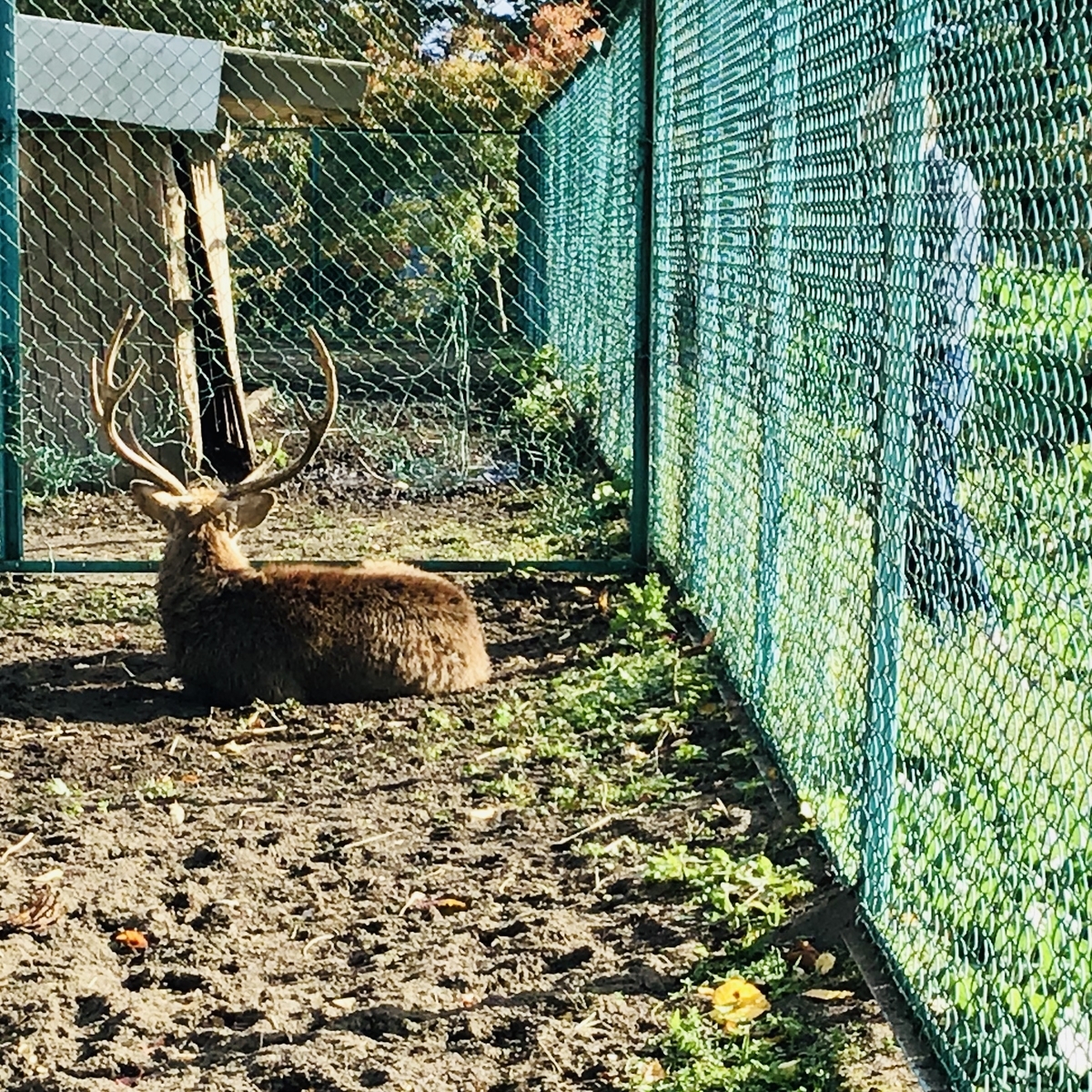 三戸町 三戸城山公園の紅葉と鹿園 11ぴきのねこ和菓子 都会で12年働いてウつになったので 青森を遊び倒ス事にした