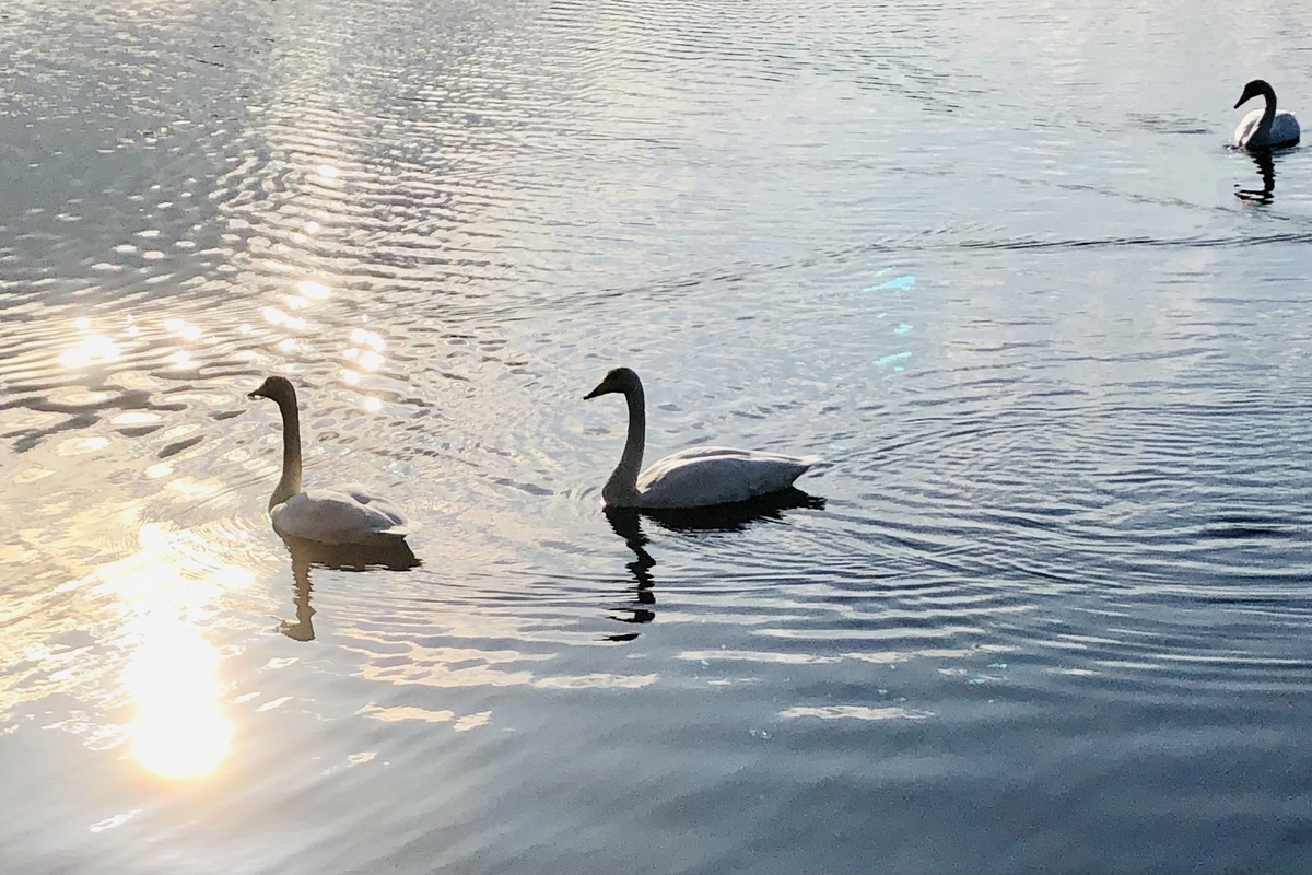 おいらせ町 いちょう公園 自由の女神像はメンテ中でしたが紅葉も白鳥も楽しめます お尻が温まる滑り台有 都会で12年働いてウつになったので 青森を遊び倒ス事にした