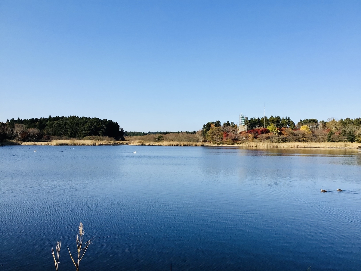 おいらせ町 いちょう公園 自由の女神像はメンテ中でしたが紅葉も白鳥も楽しめます お尻が温まる滑り台有 都会で12年働いてウつになったので 青森を遊び倒ス事にした