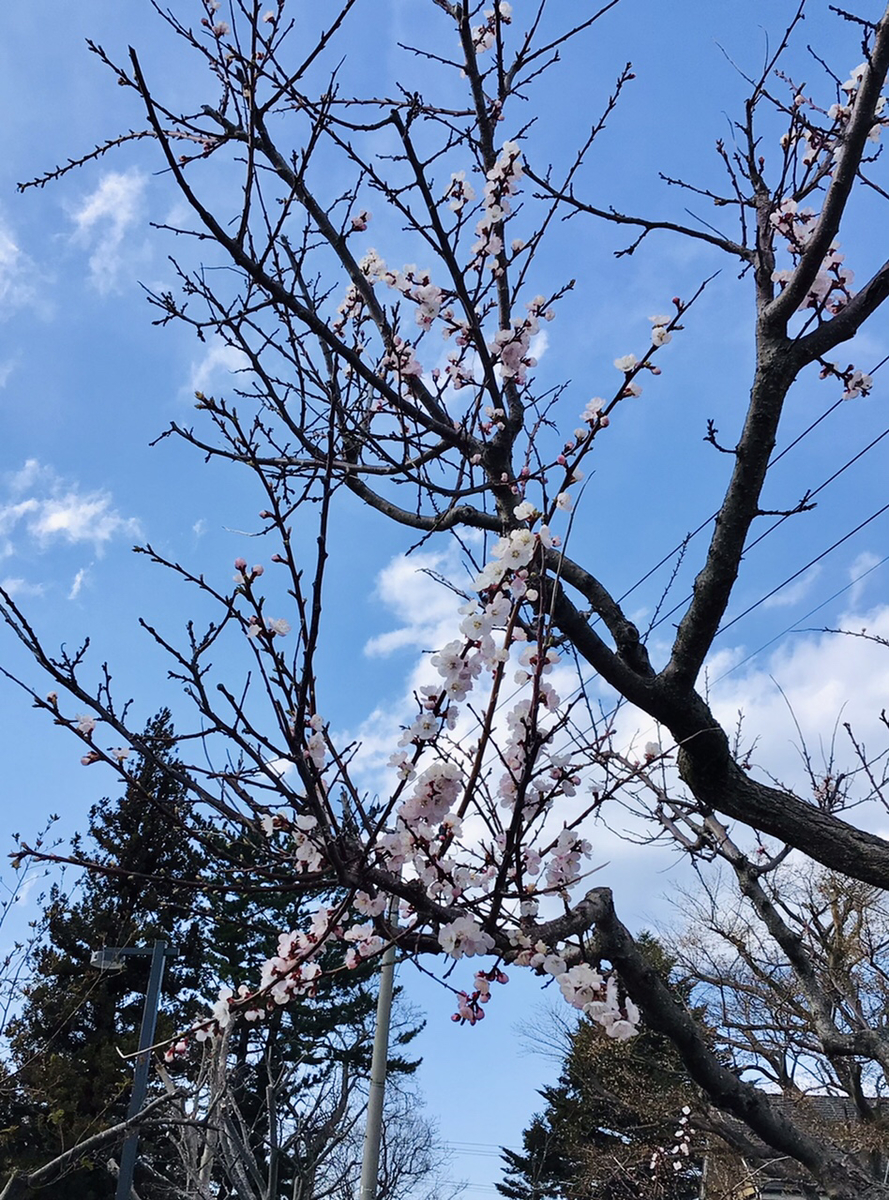 f:id:yumeusagiyukiusagi:20210409194538j:plain