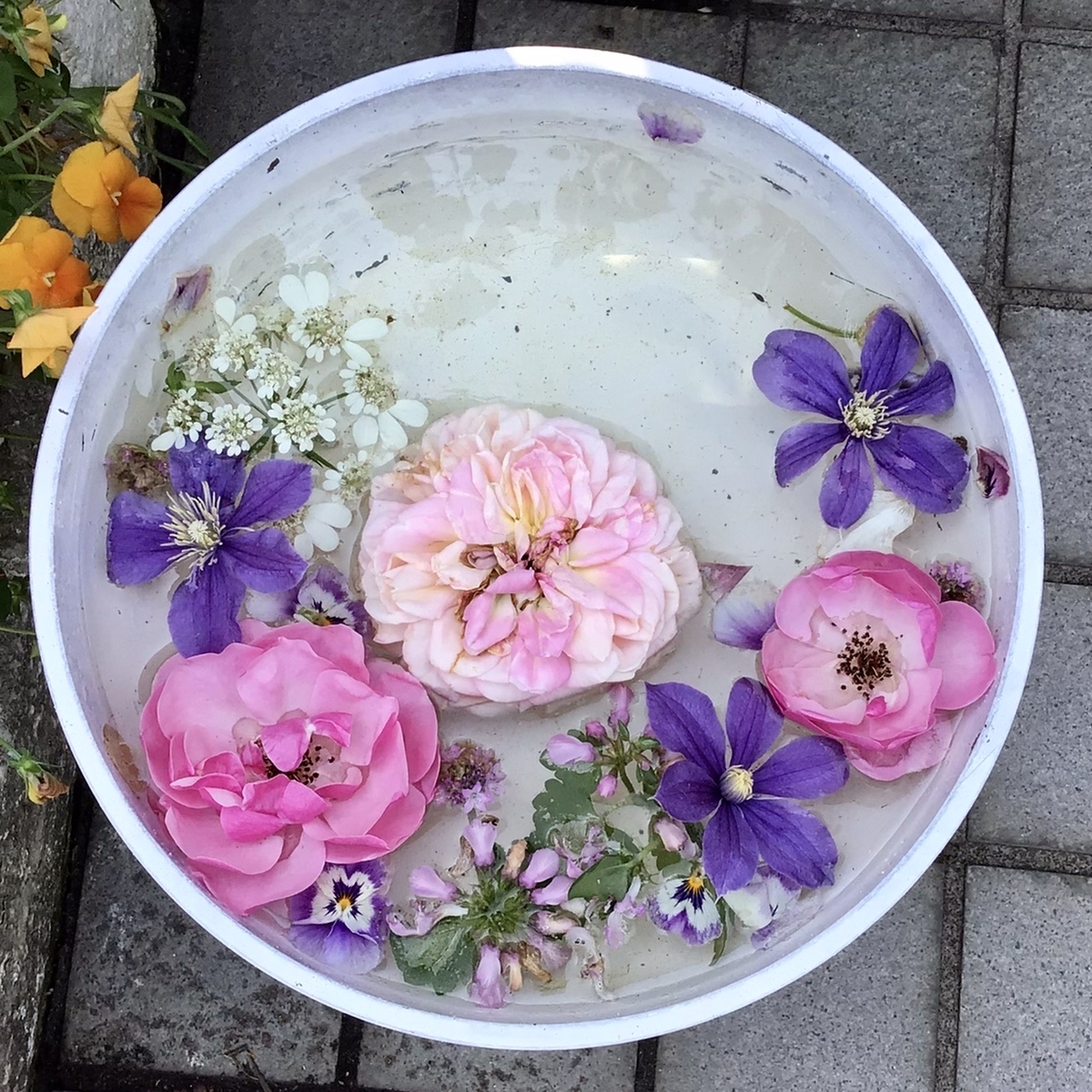 湊高台 Ken Kumiオープンガーデン 個人宅の素敵な薔薇園と秋田犬