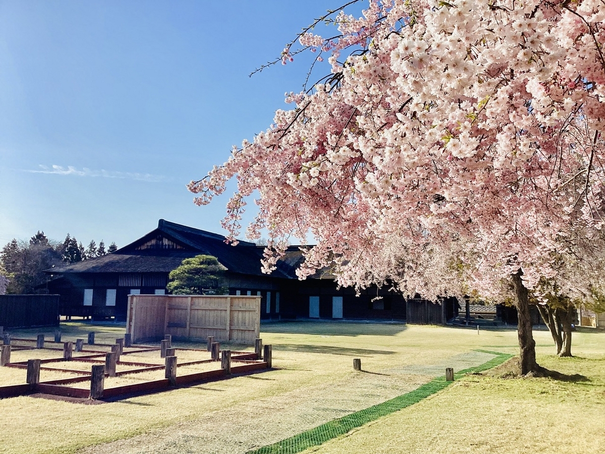 八戸 根城史跡の枝垂れ桜2024 - 都会で12年働いてウつになったので 青森を遊び倒ス事にした