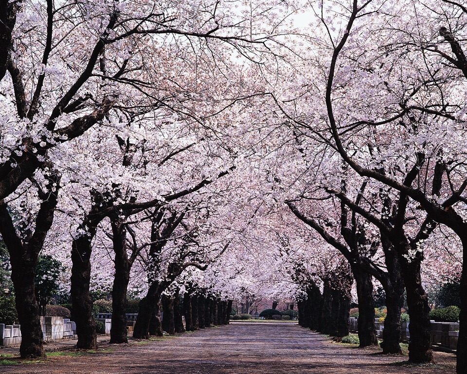 f:id:yumi-fields:20170406003032j:image f:id:yumi-fields:20170406003032j:image