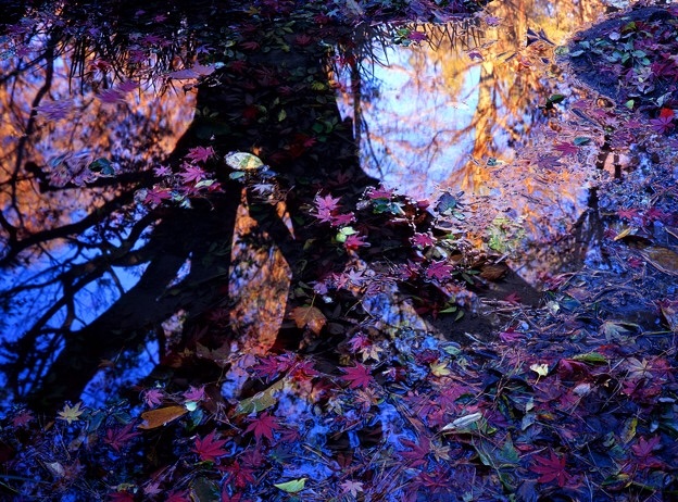 f:id:yumi-fields:20171115212653j:image f:id:yumi-fields:20171115212653j:image