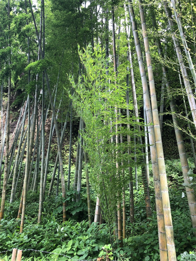 f:id:yumi-kuroda:20200711154505j:image f:id:yumi-kuroda:20200711154505j:image