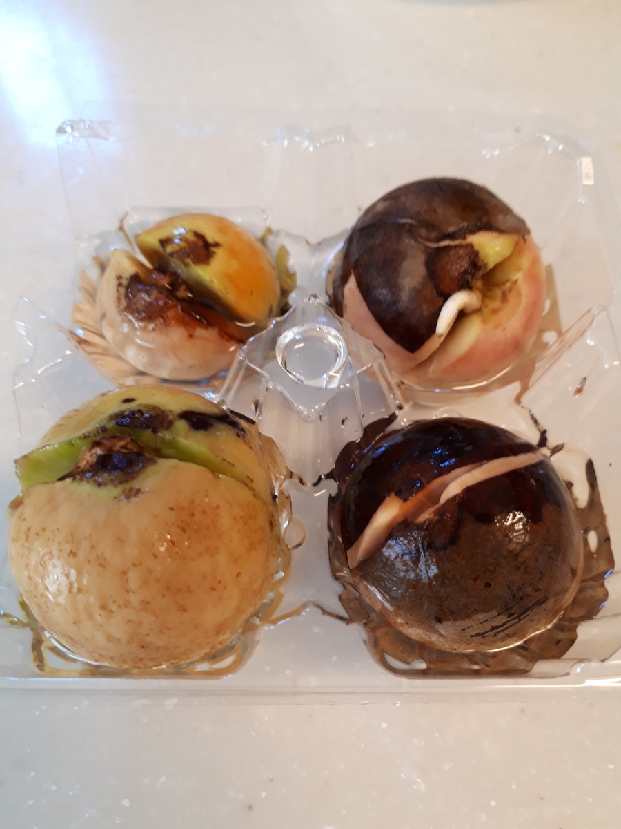 f:id:yumi20190518:20201014171115j:plain f:id:yumi20190518:20201014171115j:plain