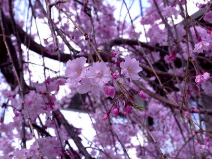 f:id:yumi930:20110411182022j:image f:id:yumi930:20110411182022j:image