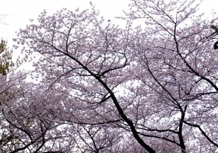 f:id:yumi930:20110411182310j:image f:id:yumi930:20110411182310j:image
