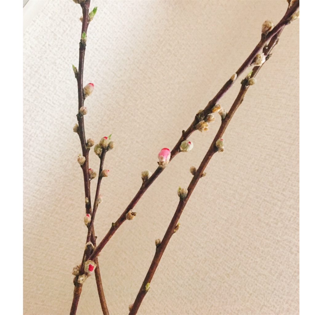 桃の枝を買った日 Yubinote