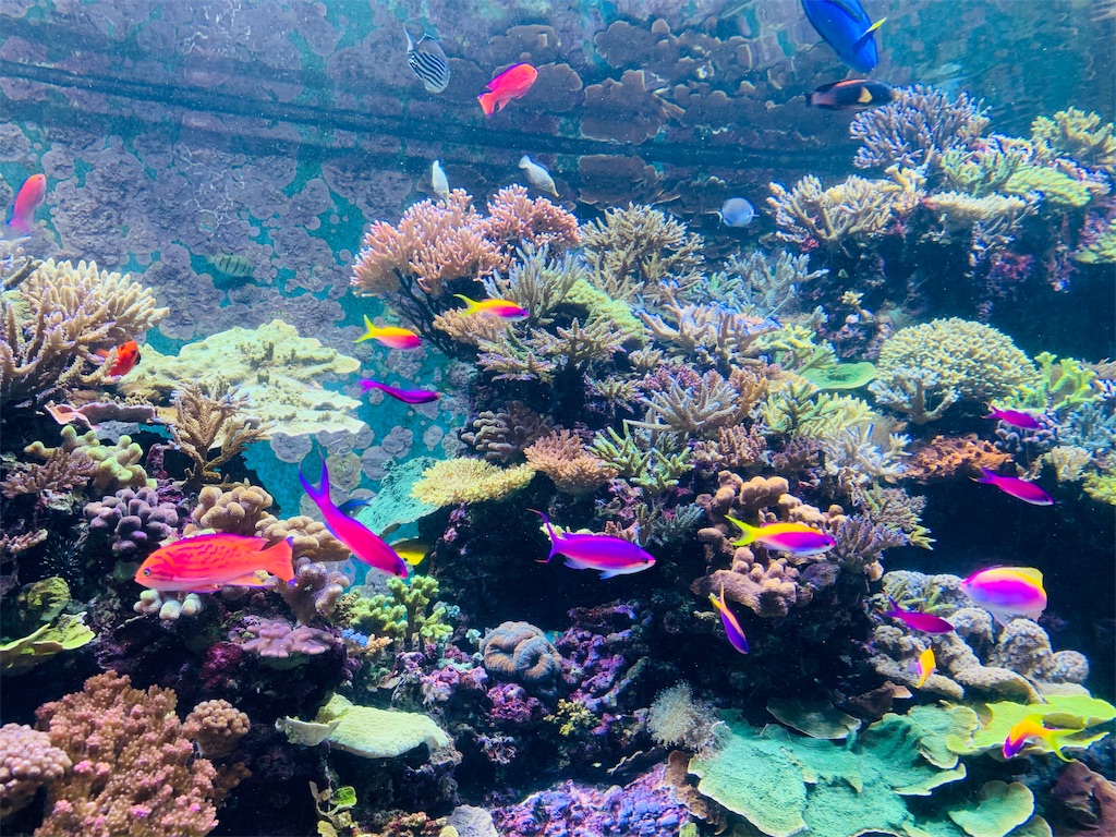 f:id:yumikaorururu:20190710160033j:image f:id:yumikaorururu:20190710160033j:image