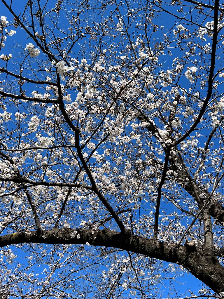 f:id:yumikoTM:20230320112947j:image