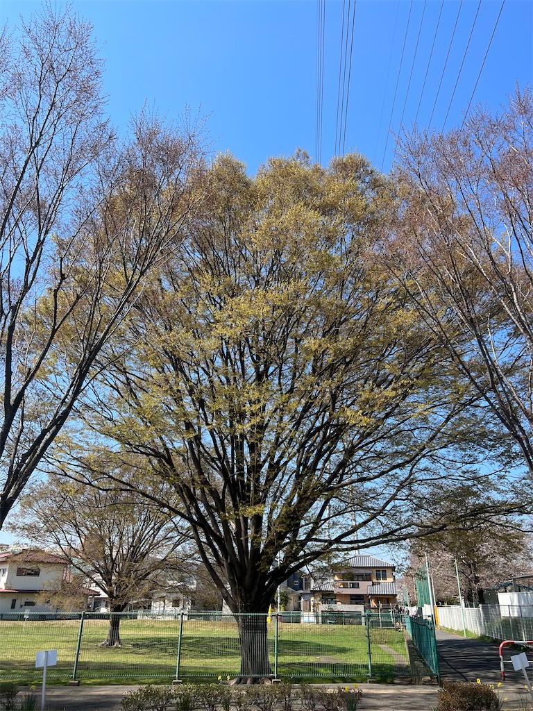 f:id:yumikoTM:20230320113005j:image