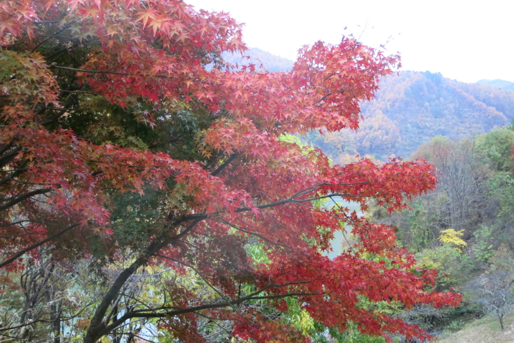 f:id:yumiko_sakai:20171123084527j:plain