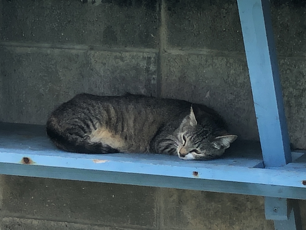 f:id:yumikopatakun:20190429101611j:plain f:id:yumikopatakun:20190429101611j:plain