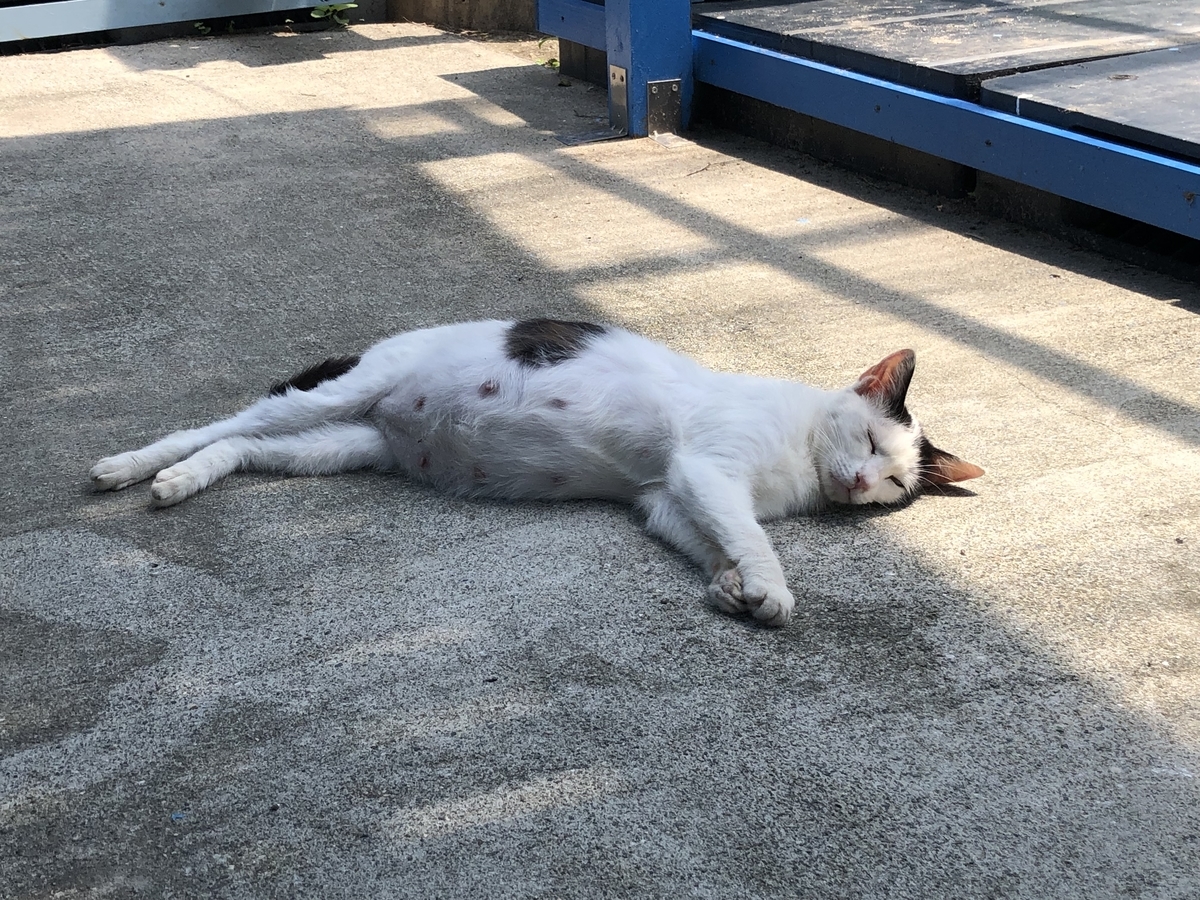 f:id:yumikopatakun:20190429101655j:plain f:id:yumikopatakun:20190429101655j:plain